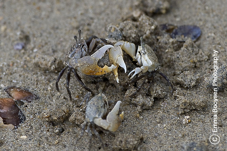 Crab fight » Photo A Day