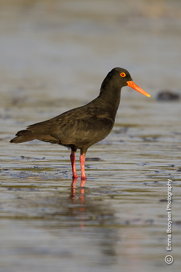 Black Oystercatcher - Photo a day Emma Booysen