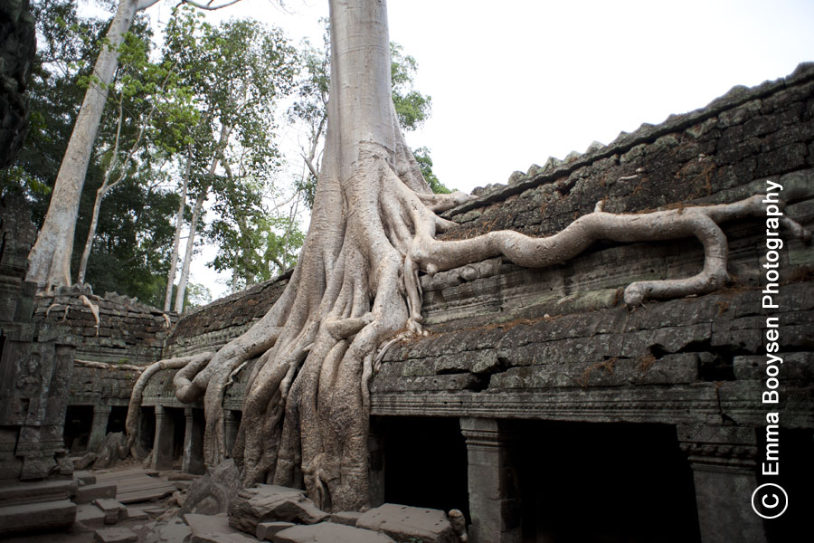 Ta Prohm - Photo a day Emma Booysen