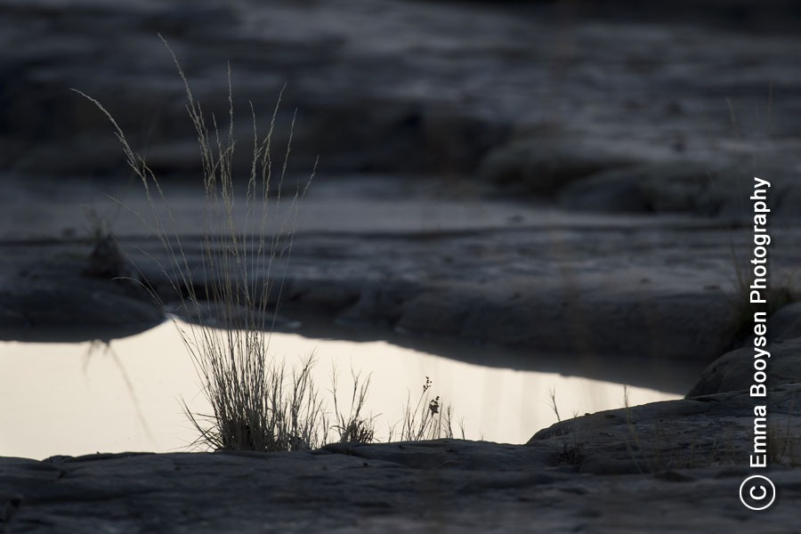 Grass- Photo a day Emma Booysen