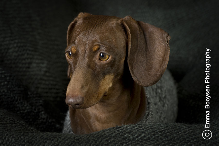 Phoebe - Photo a day Emma Booysen