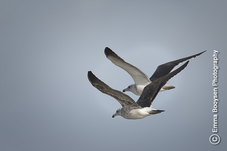 Two in Flight Emma Booysen Photography