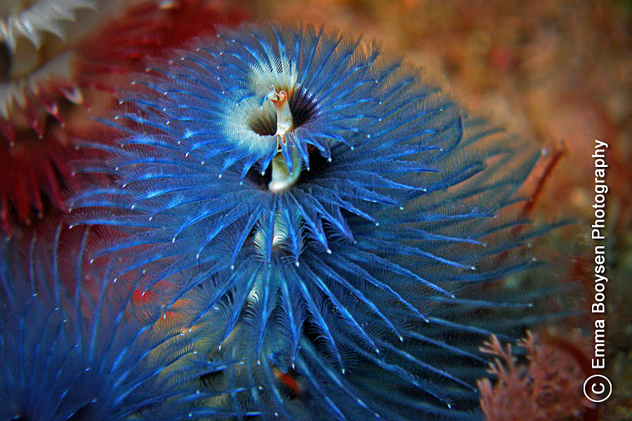 Christmas Tree Worm Emma Booysen Photography