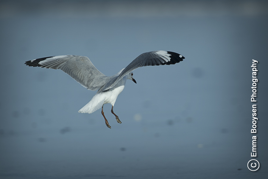 Landing Emma Booysen Photography